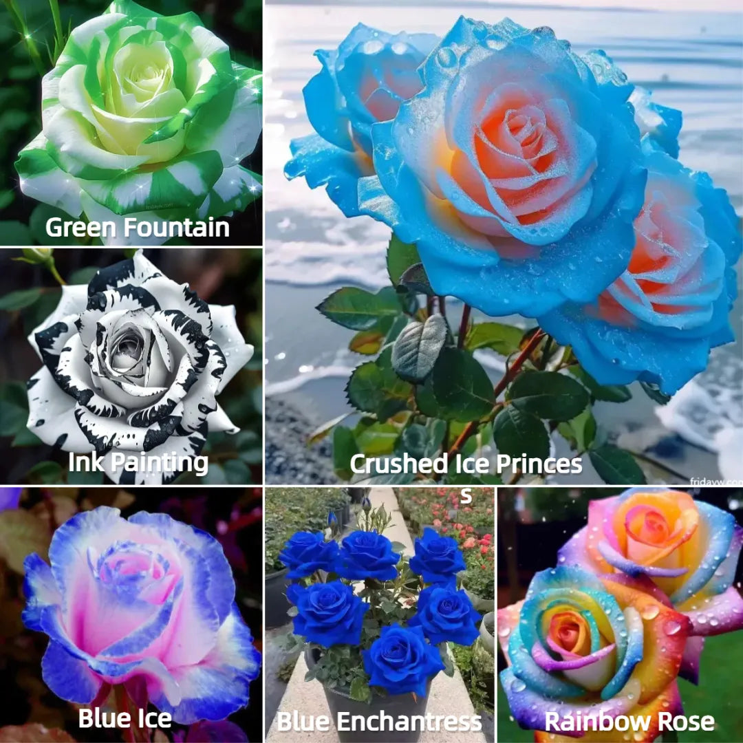 💙💙Blue Enchantress Rose Seeds✨