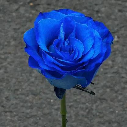 💙💙Blue Enchantress Rose Seeds✨