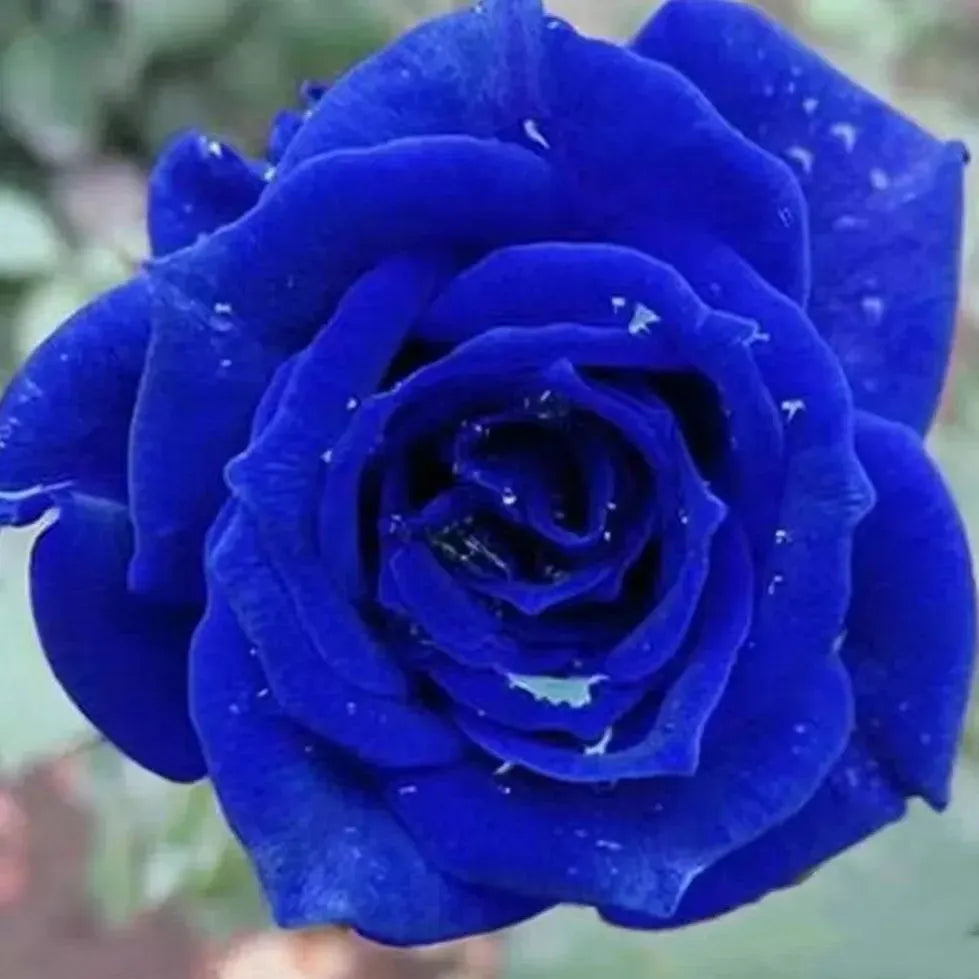 💙💙Blue Enchantress Rose Seeds✨