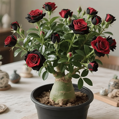 🌵🌺Desert Rose Bulbs