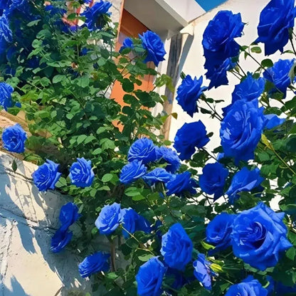 💙💙Blue Enchantress Rose Seeds✨
