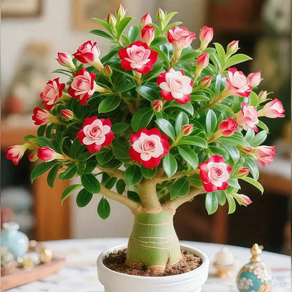 🌵🌺Desert Rose Bulbs