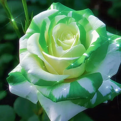 💙💙Blue Enchantress Rose Seeds✨