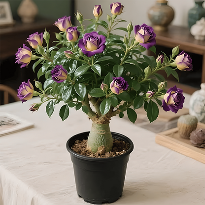 🌵🌺Desert Rose Bulbs