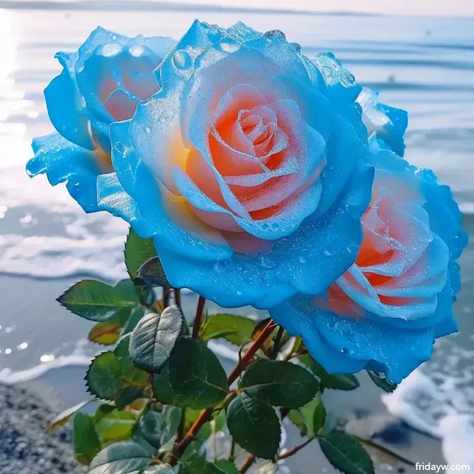 💙💙Blue Enchantress Rose Seeds✨