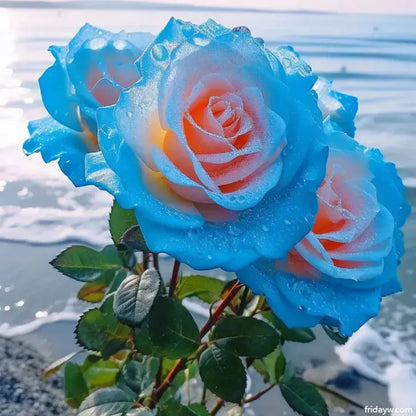💙💙Blue Enchantress Rose Seeds✨