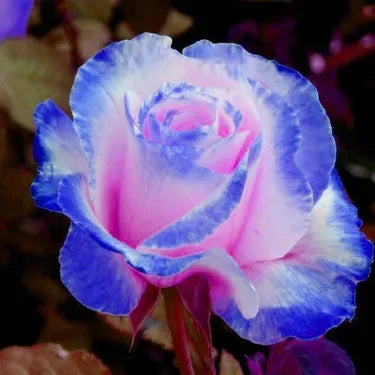 💙💙Blue Enchantress Rose Seeds✨