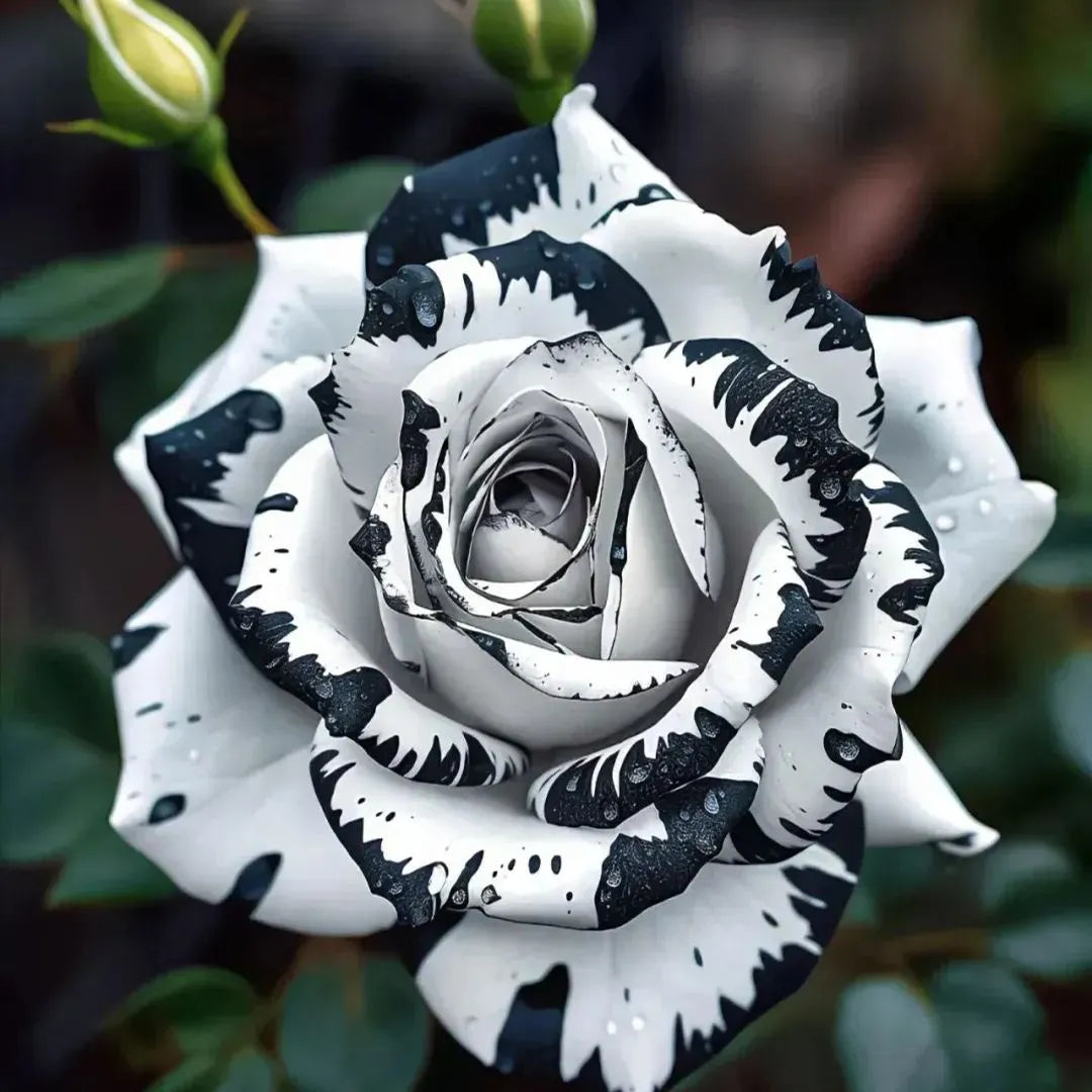 💙💙Blue Enchantress Rose Seeds✨