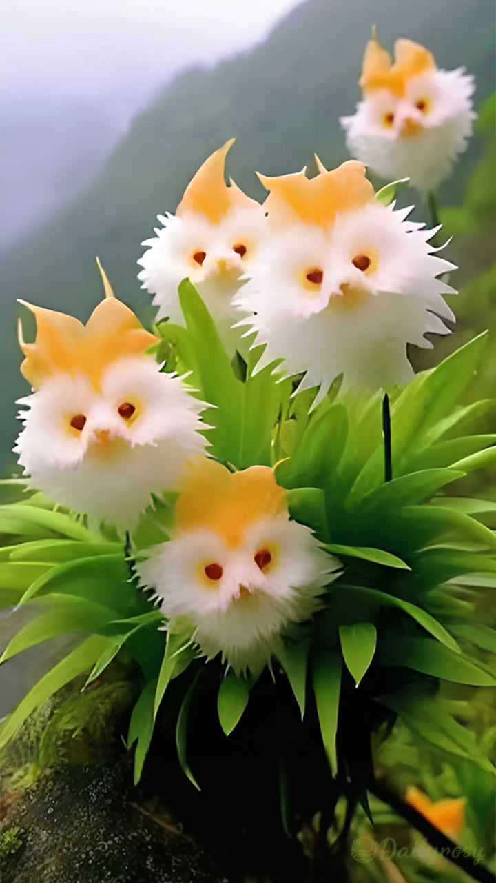 🔥Novel Plants! Dazzling Cat's Eye Seeds